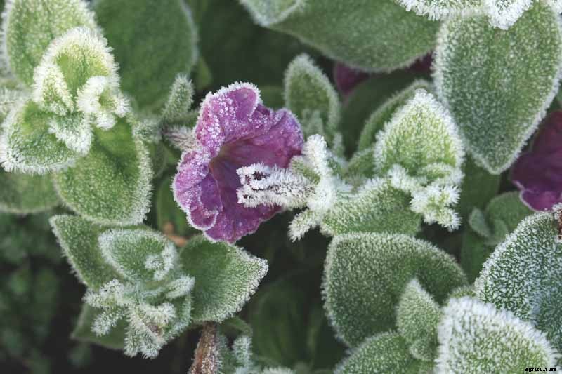 Are Petunias Cold Hardy? Tips for Outdoor Winter Care