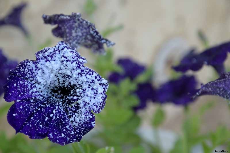Are Petunias Cold Hardy? Tips for Outdoor Winter Care