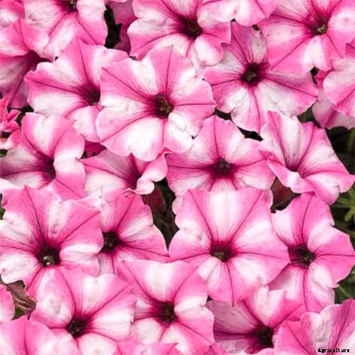 Are Petunias Cold Hardy? Tips for Outdoor Winter Care