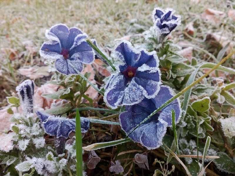 Are Petunias Cold Hardy? Tips for Outdoor Winter Care