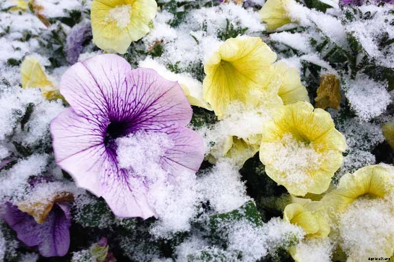 Are Petunias Cold Hardy? Tips for Outdoor Winter Care