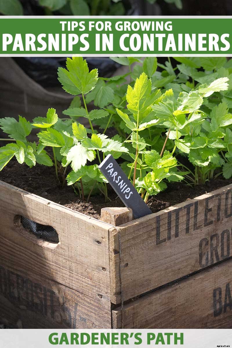 Tips for Growing Parsnips in Containers