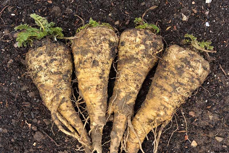 Tips for Growing Parsnips in Containers