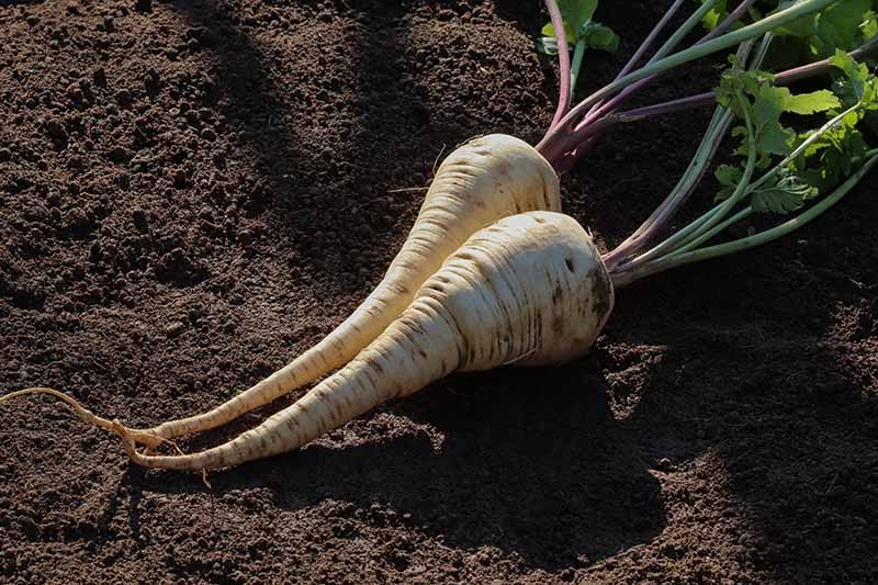 Tips for Growing Parsnips in Containers