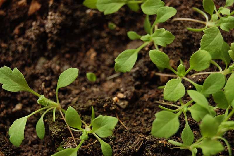 Tips for Growing Parsnips in Containers