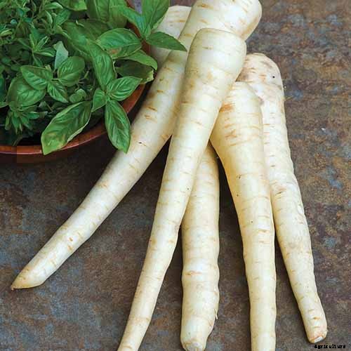 Tips for Growing Parsnips in Containers
