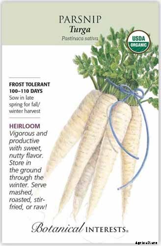 Tips for Growing Parsnips in Containers