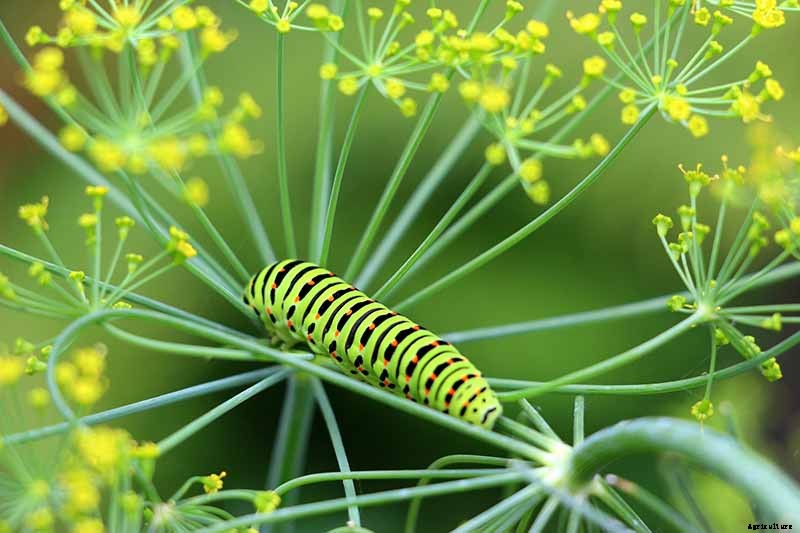 Tips for Growing Parsnips in Containers