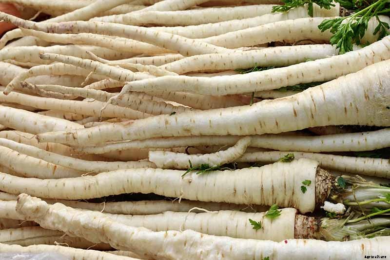 Tips for Growing Parsnips in Containers