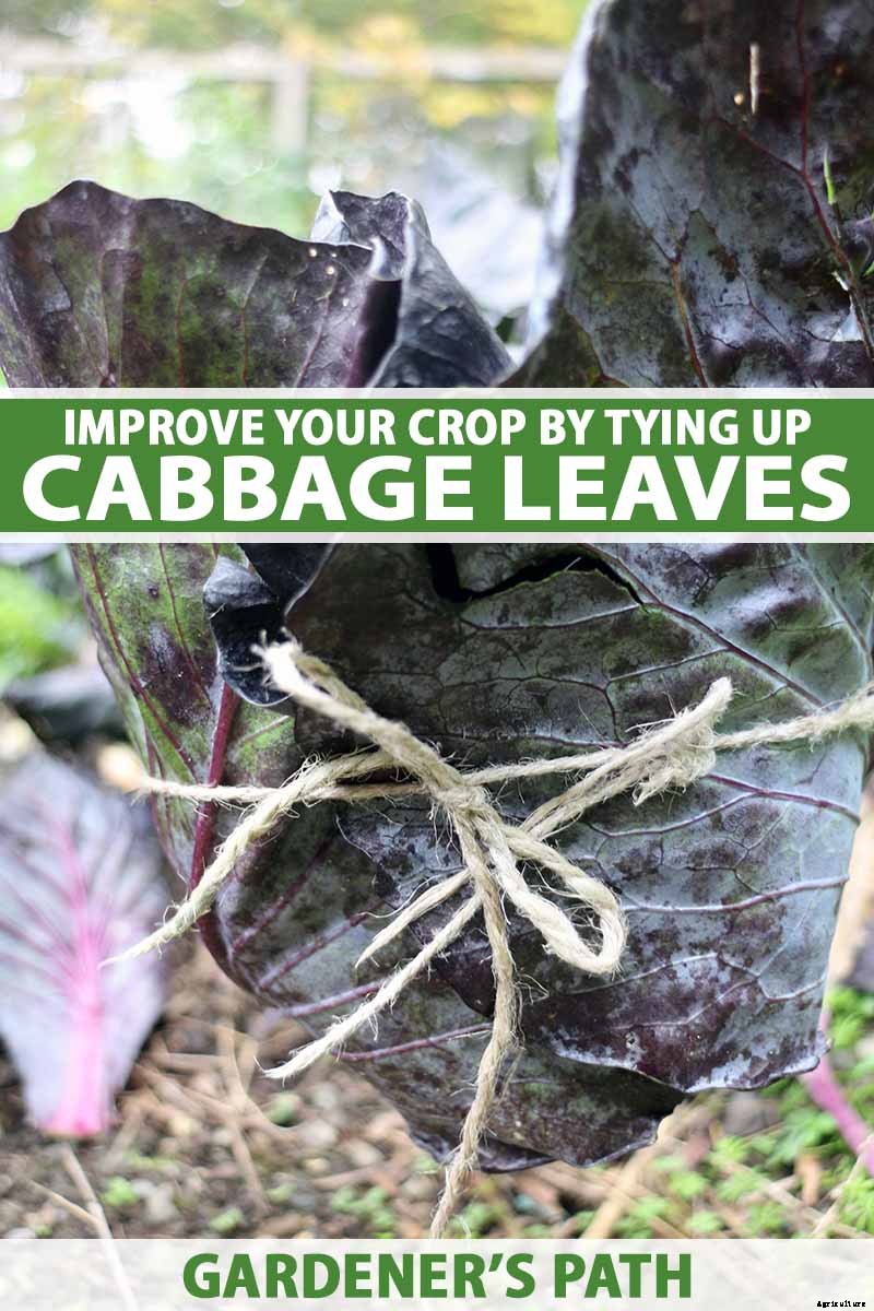 Do You Have To Tie Up Cabbage Heads?
