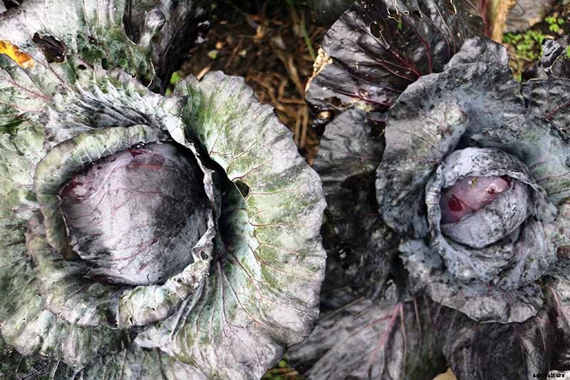 Do You Have To Tie Up Cabbage Heads?