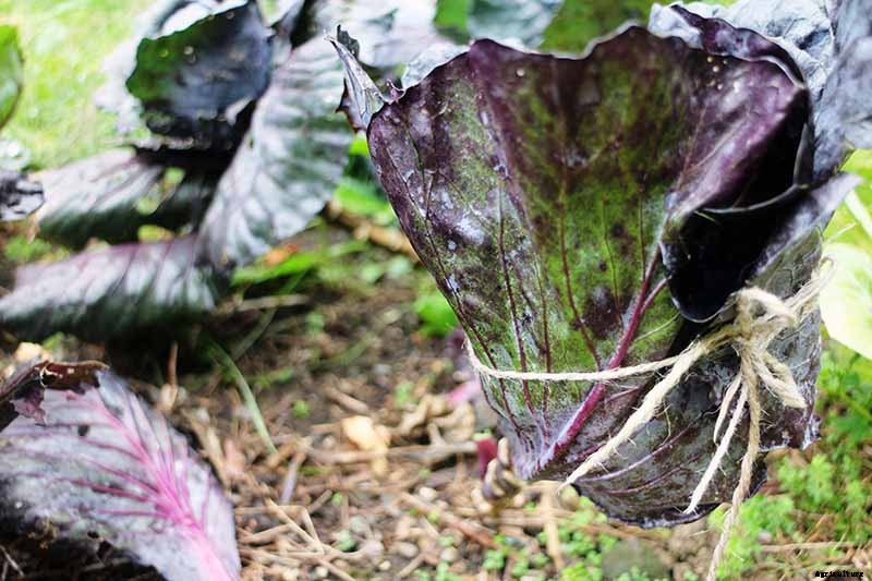 Do You Have To Tie Up Cabbage Heads?