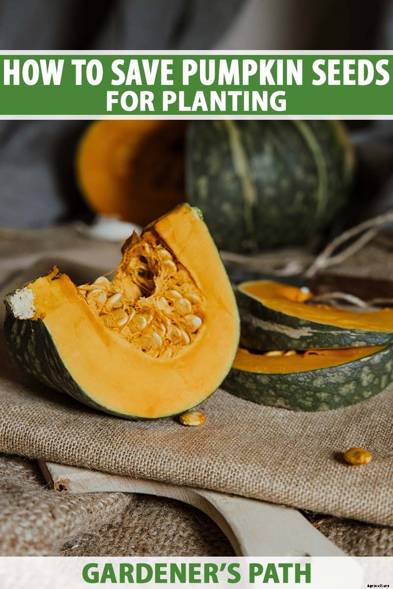 How to Save Pumpkin Seeds to Plant in Your Garden