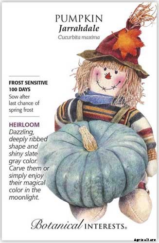 How to Save Pumpkin Seeds to Plant in Your Garden