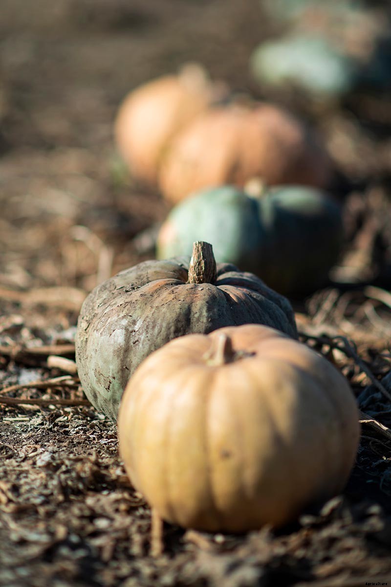 How to Save Pumpkin Seeds to Plant in Your Garden