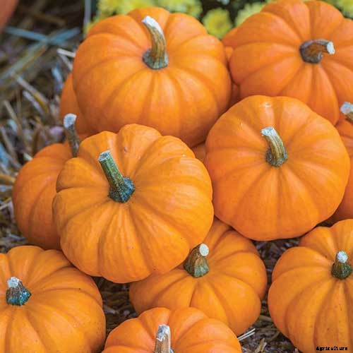 How to Save Pumpkin Seeds to Plant in Your Garden