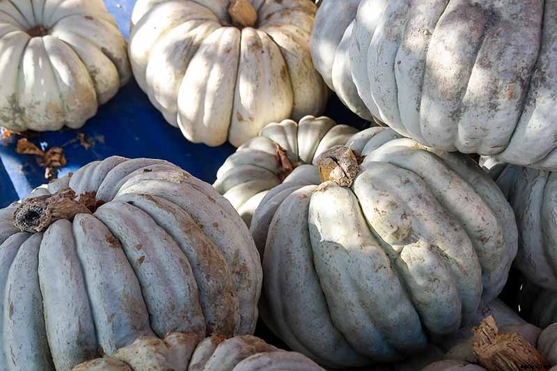 How to Save Pumpkin Seeds to Plant in Your Garden