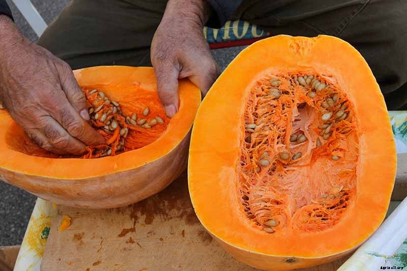 How to Save Pumpkin Seeds to Plant in Your Garden