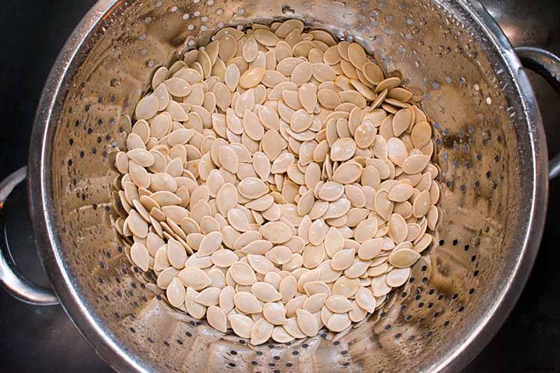 How to Save Pumpkin Seeds to Plant in Your Garden
