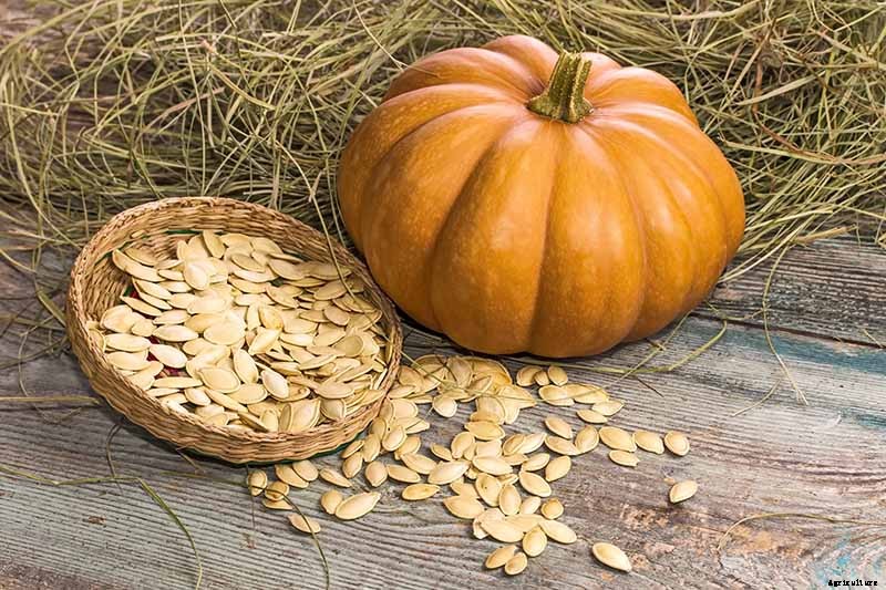 How to Save Pumpkin Seeds to Plant in Your Garden
