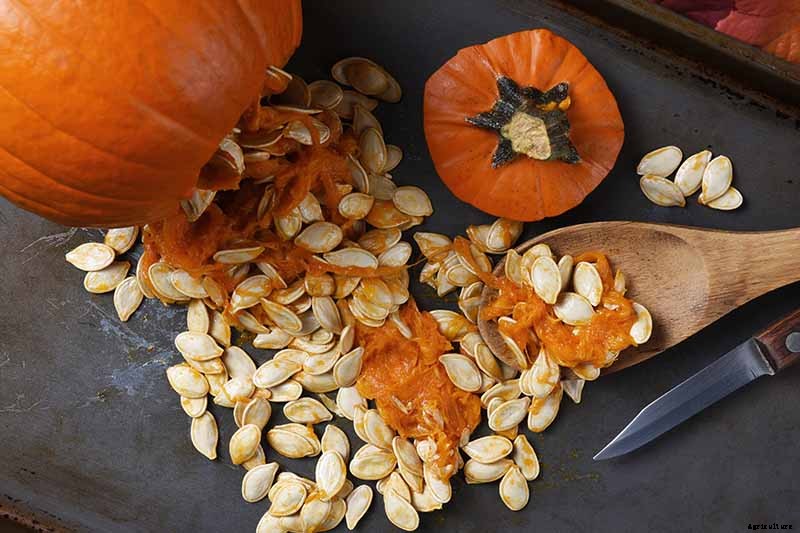 How to Save Pumpkin Seeds to Plant in Your Garden