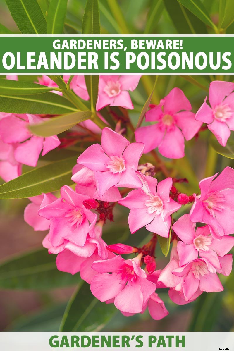 Gardeners, Beware! All Parts of Oleander Are Poisonous When Eaten