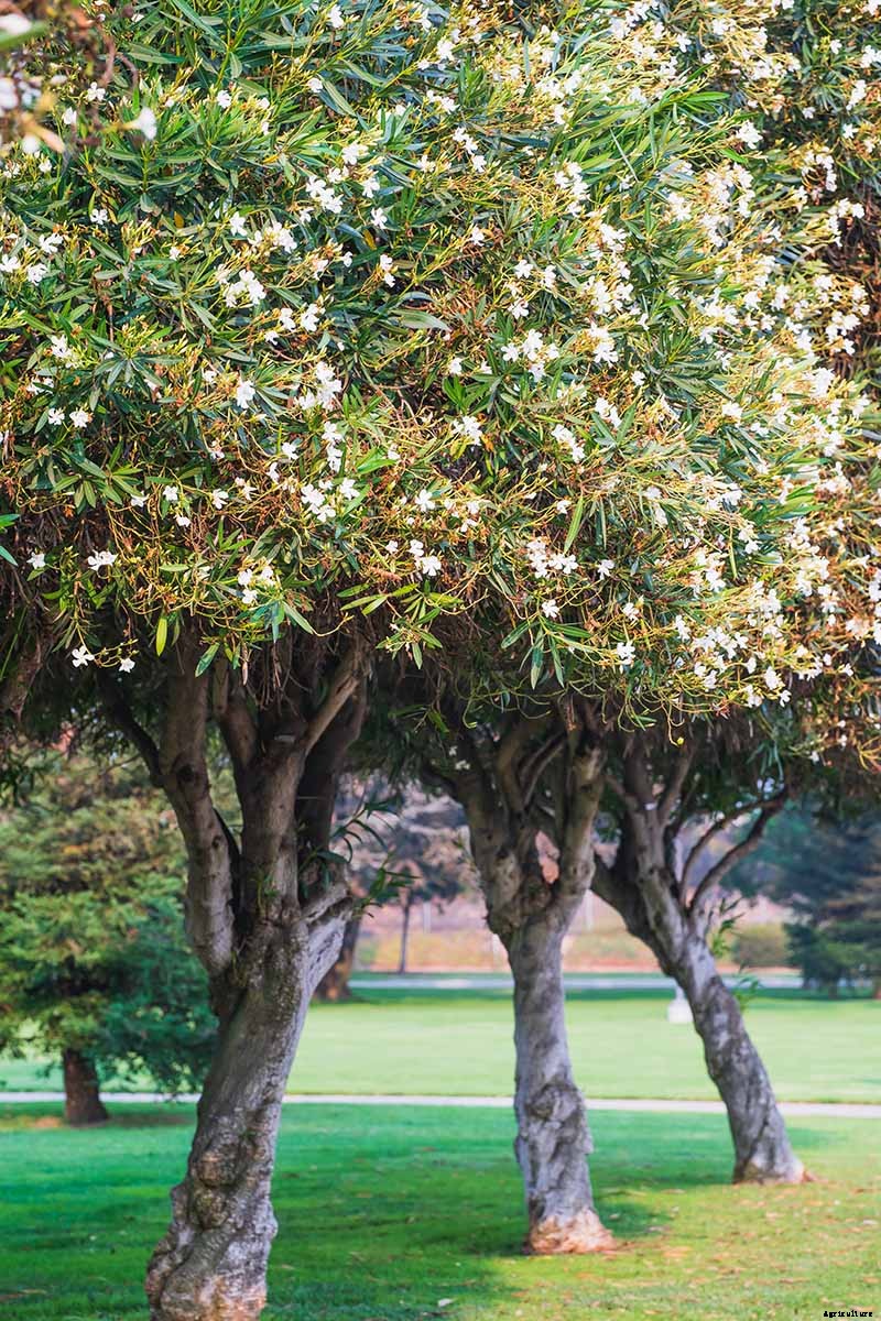Gardeners, Beware! All Parts of Oleander Are Poisonous When Eaten