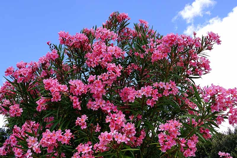 Gardeners, Beware! All Parts of Oleander Are Poisonous When Eaten