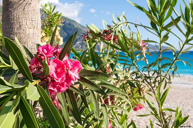 Gardeners, Beware! All Parts of Oleander Are Poisonous When Eaten