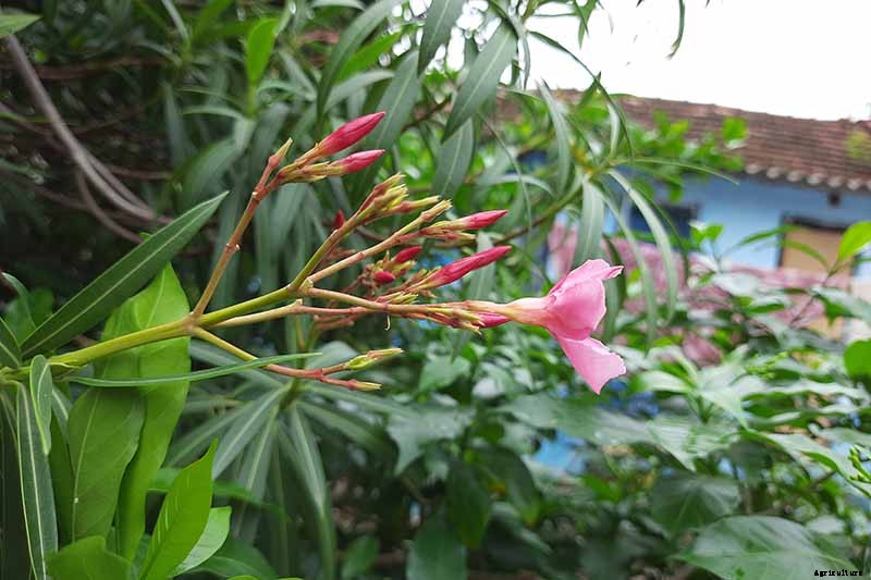 Gardeners, Beware! All Parts of Oleander Are Poisonous When Eaten