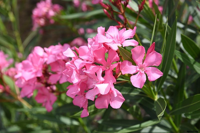 Gardeners, Beware! All Parts of Oleander Are Poisonous When Eaten