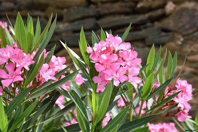 Gardeners, Beware! All Parts of Oleander Are Poisonous When Eaten