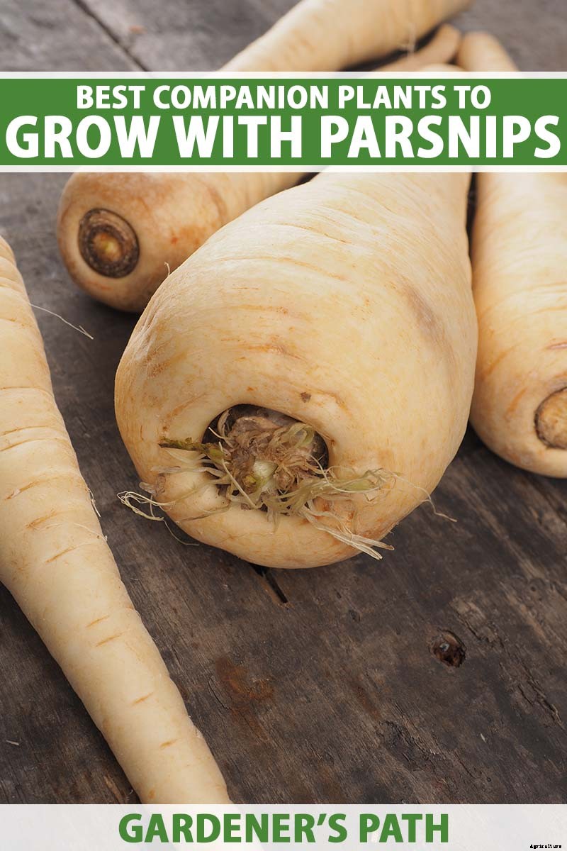 9 of the Best Companion Plants for Parsnips