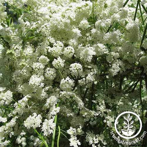 9 of the Best Companion Plants for Parsnips