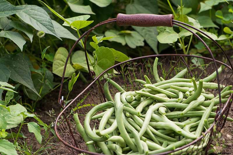 9 of the Best Companion Plants for Parsnips