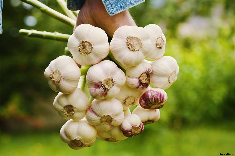 9 of the Best Companion Plants for Parsnips