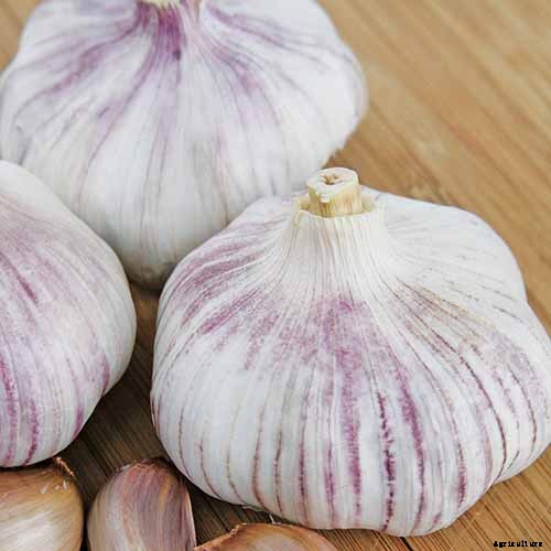 9 of the Best Companion Plants for Parsnips