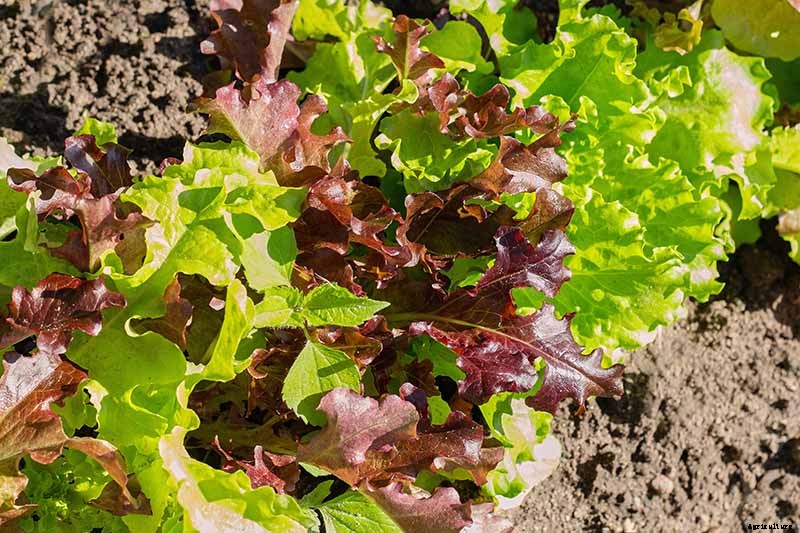 9 of the Best Companion Plants for Parsnips