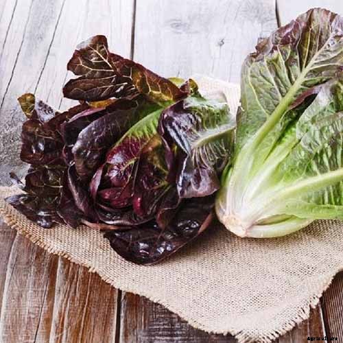 9 of the Best Companion Plants for Parsnips