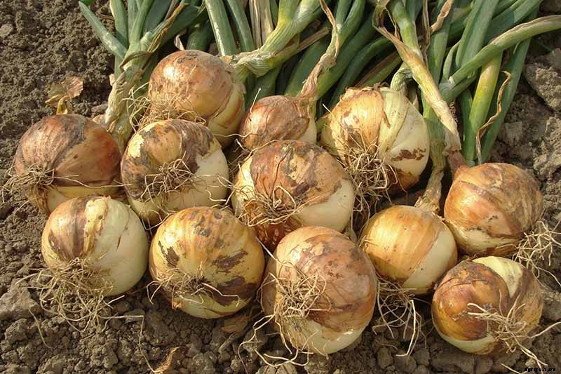 9 of the Best Companion Plants for Parsnips