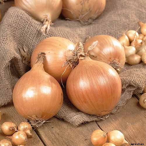 9 of the Best Companion Plants for Parsnips