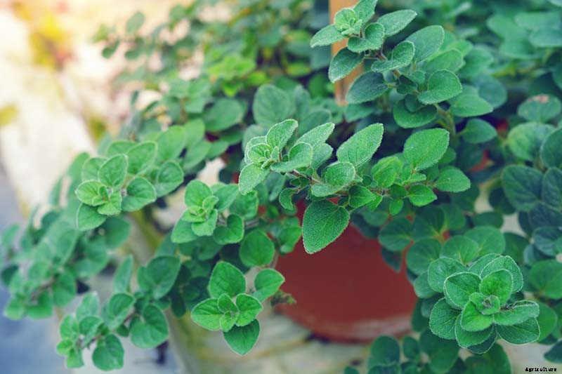 9 of the Best Companion Plants for Parsnips