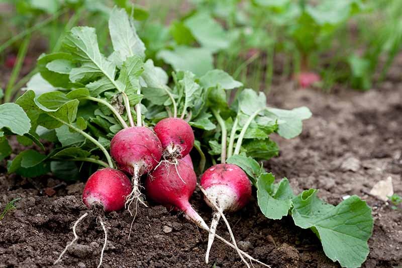 9 of the Best Companion Plants for Parsnips