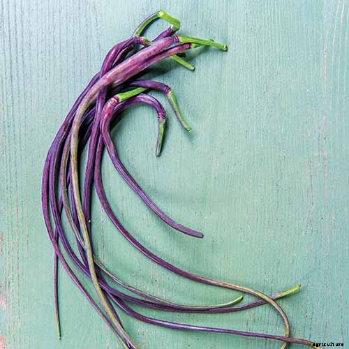 9 of the Best Companion Plants for Parsnips