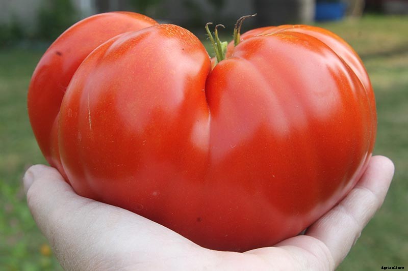 9 of the Best Companion Plants for Parsnips