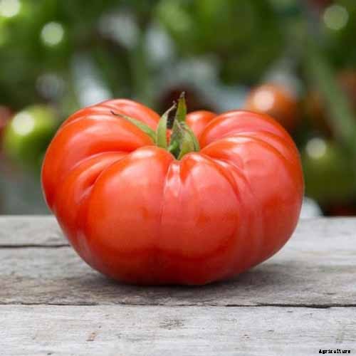 9 of the Best Companion Plants for Parsnips