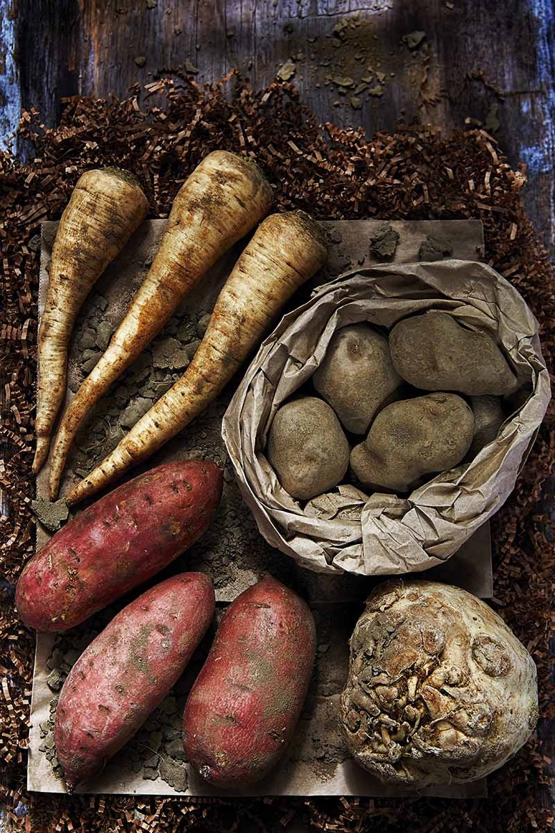 9 of the Best Companion Plants for Parsnips