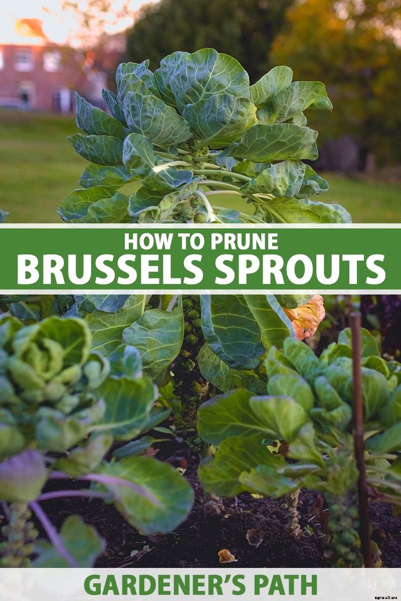 Pruning Brussels Sprouts: Tips for Success