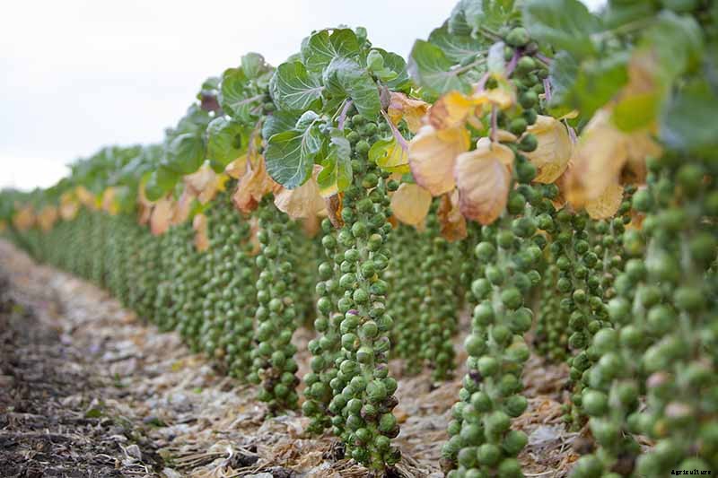 Pruning Brussels Sprouts: Tips for Success