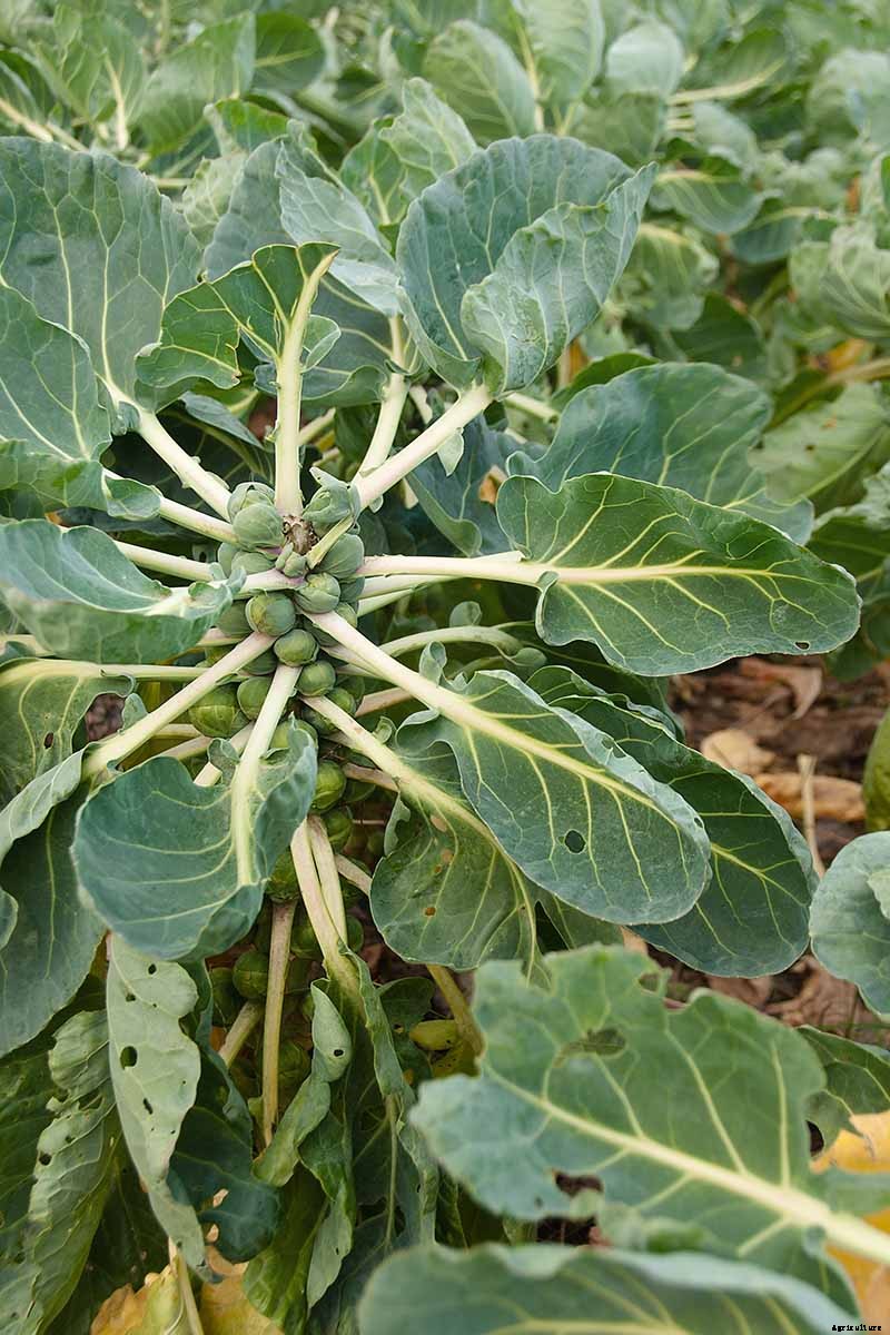 Pruning Brussels Sprouts: Tips for Success